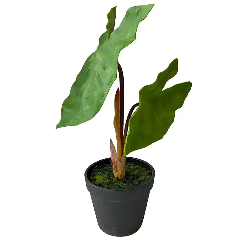 Buy Elefantøre/Alocasia i potte, 40cm. UV