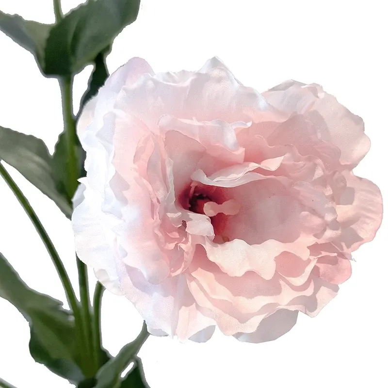 Buy Eustoma, prærie-ensin, texasklokke, 68cm.