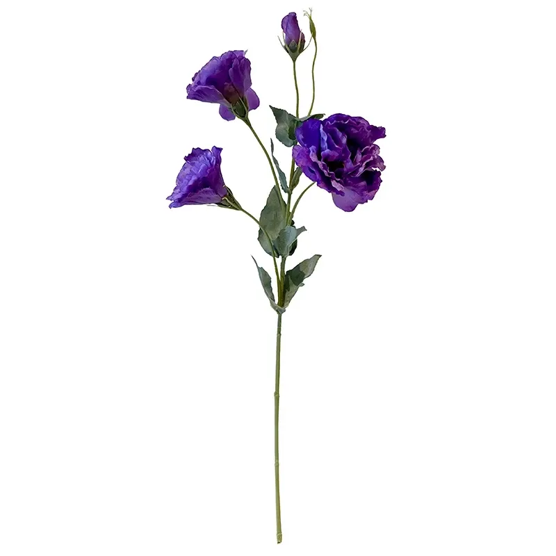 Buy Eustoma, prærie-ensin, texasklokke, 68cm.