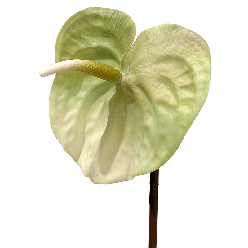 Buy Flamingo blomst, 65cm, grøn, anthurium