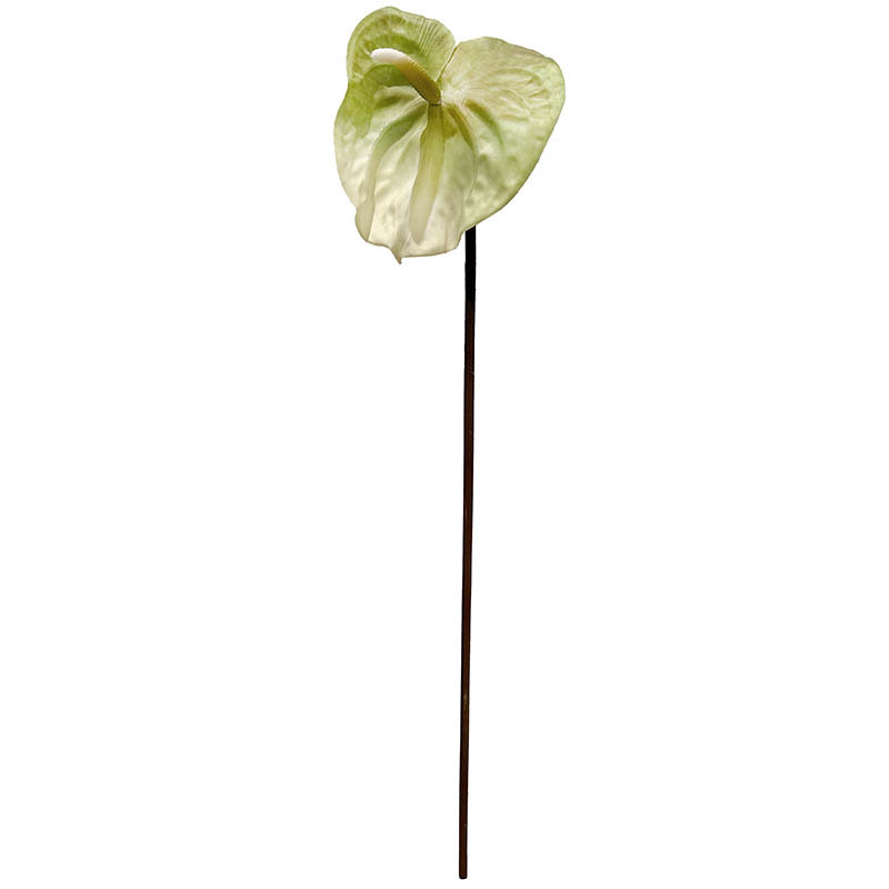 Buy Flamingo blomst, 65cm, grøn, anthurium