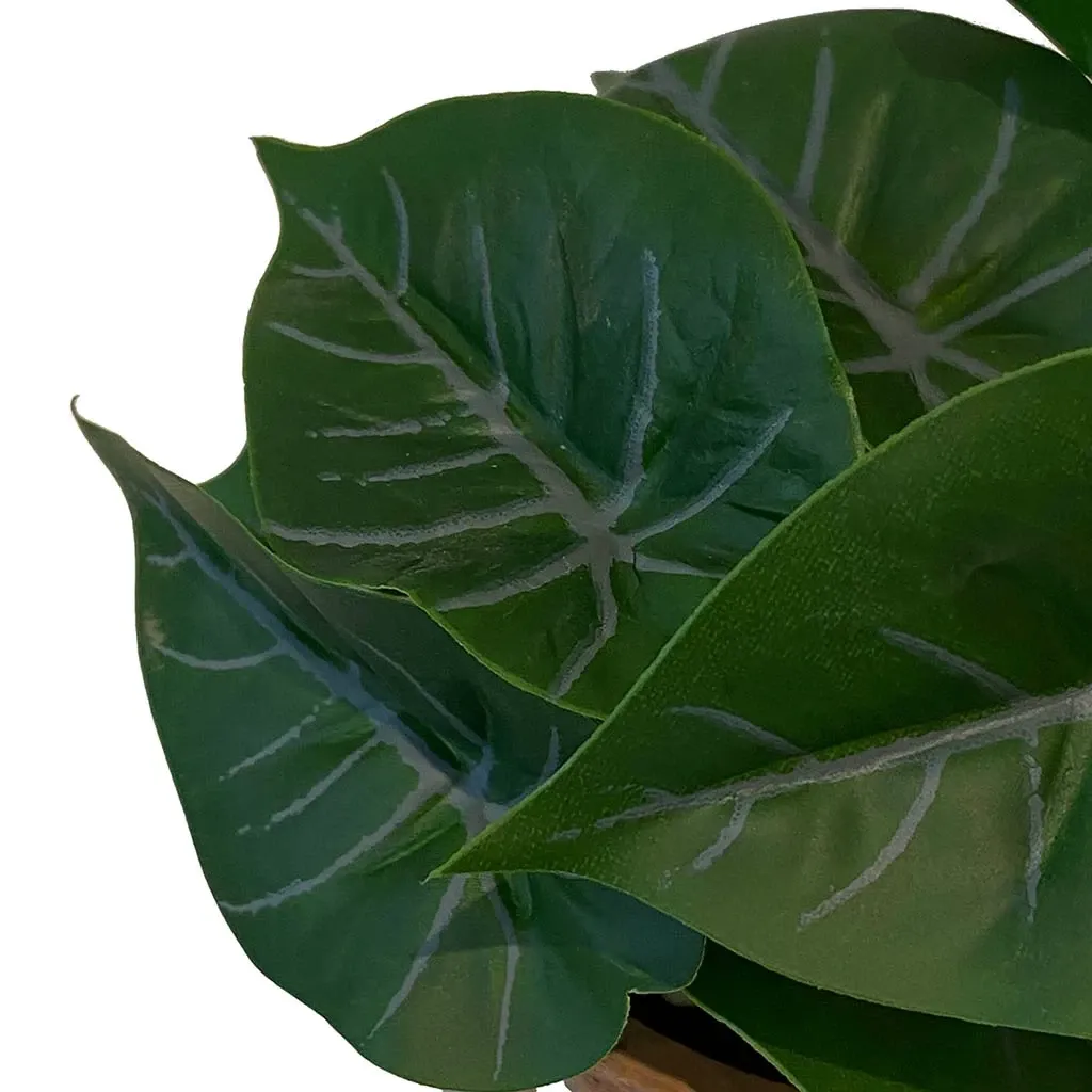 Buy Flamingoblomst mini plante i krukke, 13cm