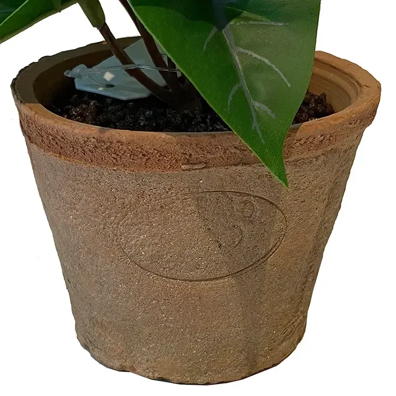 Buy Flamingoblomst mini plante i krukke, 13cm