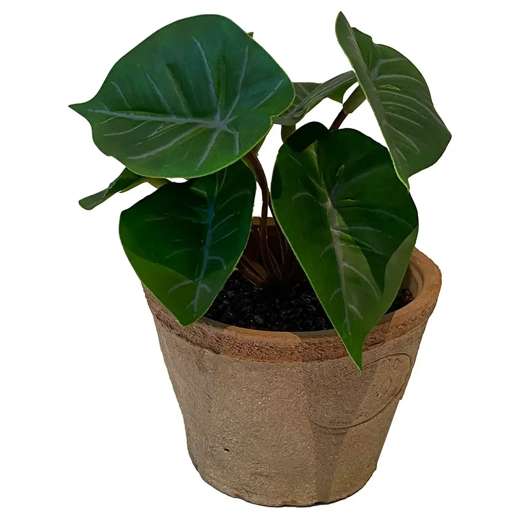 Buy Flamingoblomst mini plante i krukke, 13cm