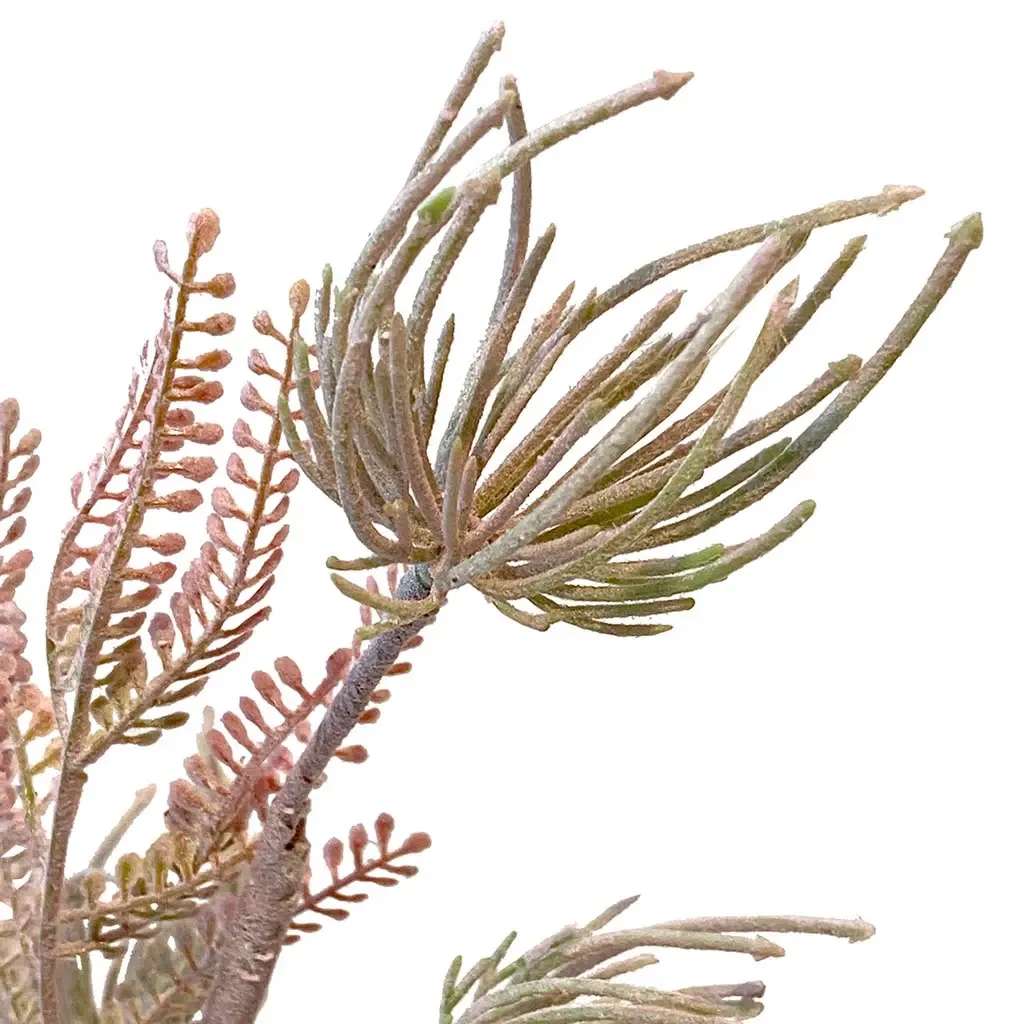 Buy Gren OBS OBS - m blade og puf