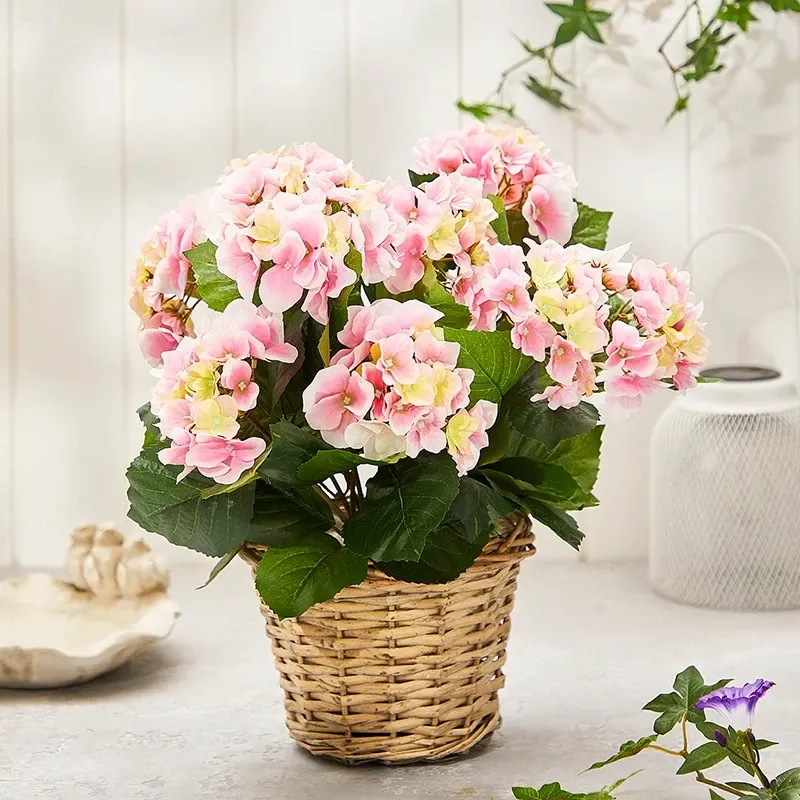 Buy Hortensia lyserød, i kurvepotte, 45cm