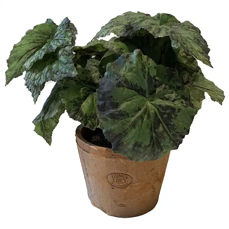 Buy Kongebegonia i krukke, 25cm, kunstig plante