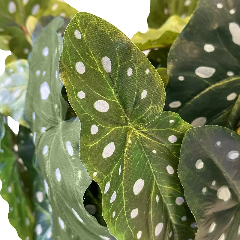 Buy Kongebegonia m store blade i krukke, 30cm