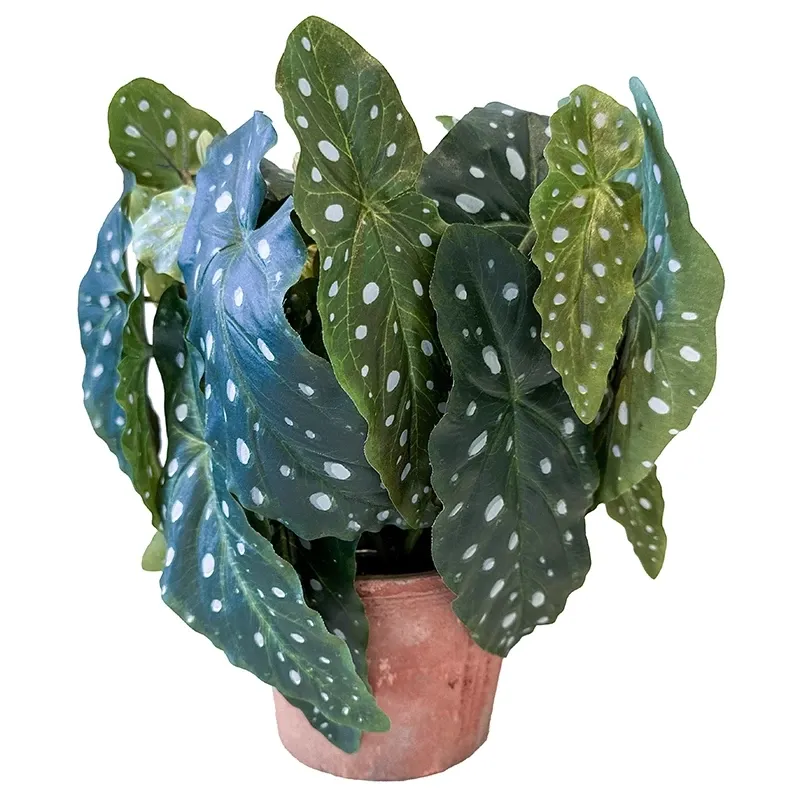 Buy Kongebegonia m store blade i krukke, 30cm