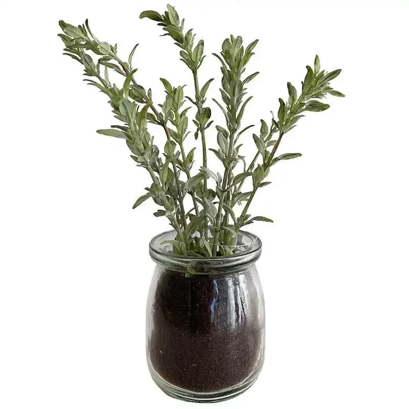 Buy Krydderurt i glaskrukke, assorteret, 20cm
