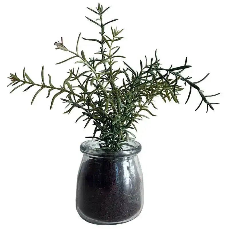 Buy Krydderurt i glaskrukke, assorteret, 20cm