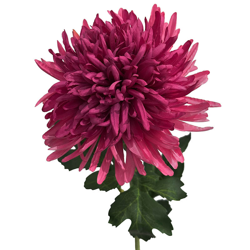 Buy Krysantemum, 70cm, pink, Chrysanthemum