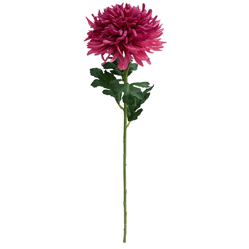 Buy Krysantemum, 70cm, pink, Chrysanthemum