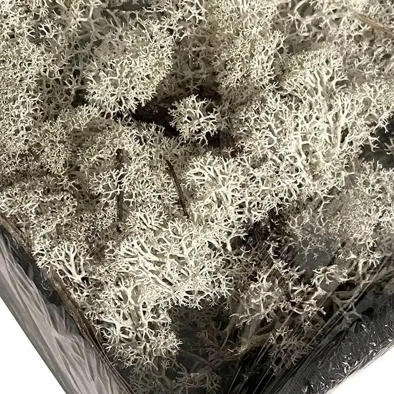 Buy Mos, ægte mos i æske, 500g