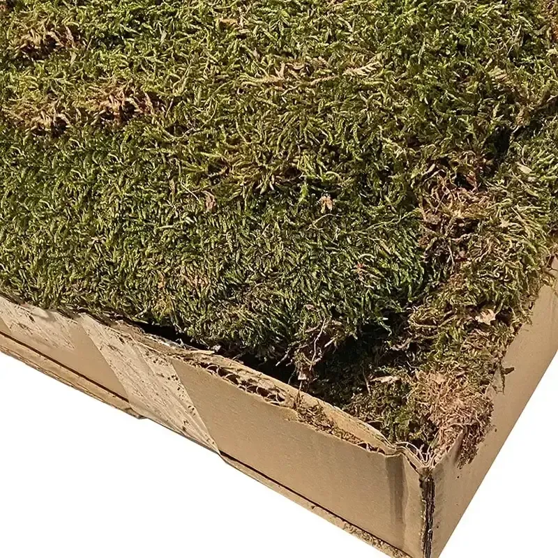 Buy Mos, fladt ægte mos, 1kg, grøn