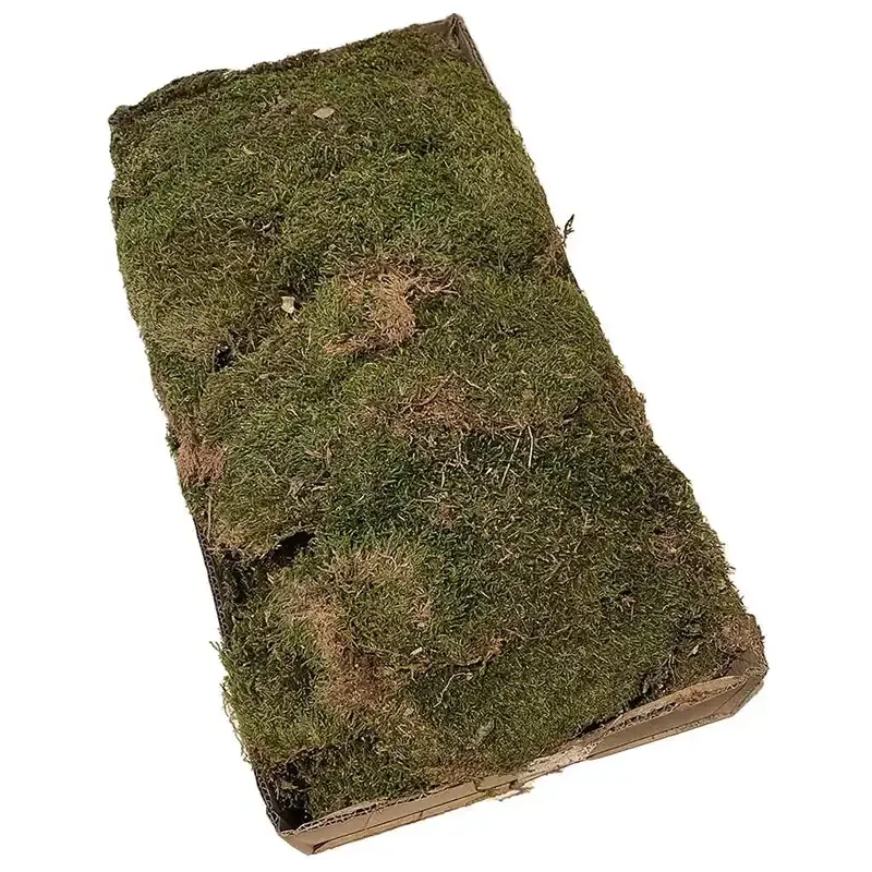 Buy Mos, fladt ægte mos, 1kg, grøn