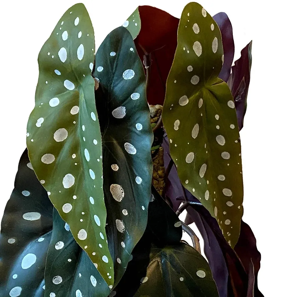 Buy Opbundet begonia maculata i potte, 75cm