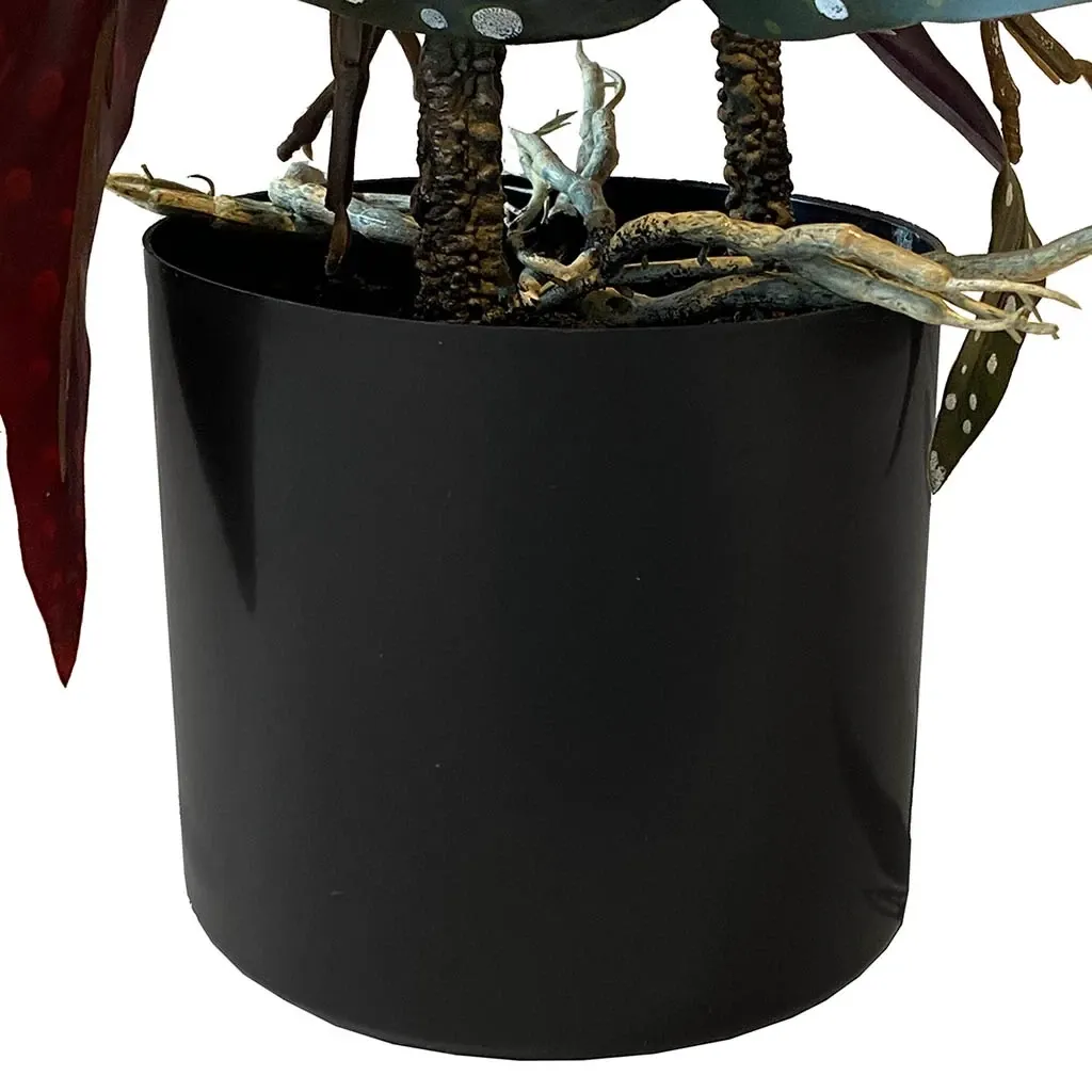 Buy Opbundet begonia maculata i potte, 75cm