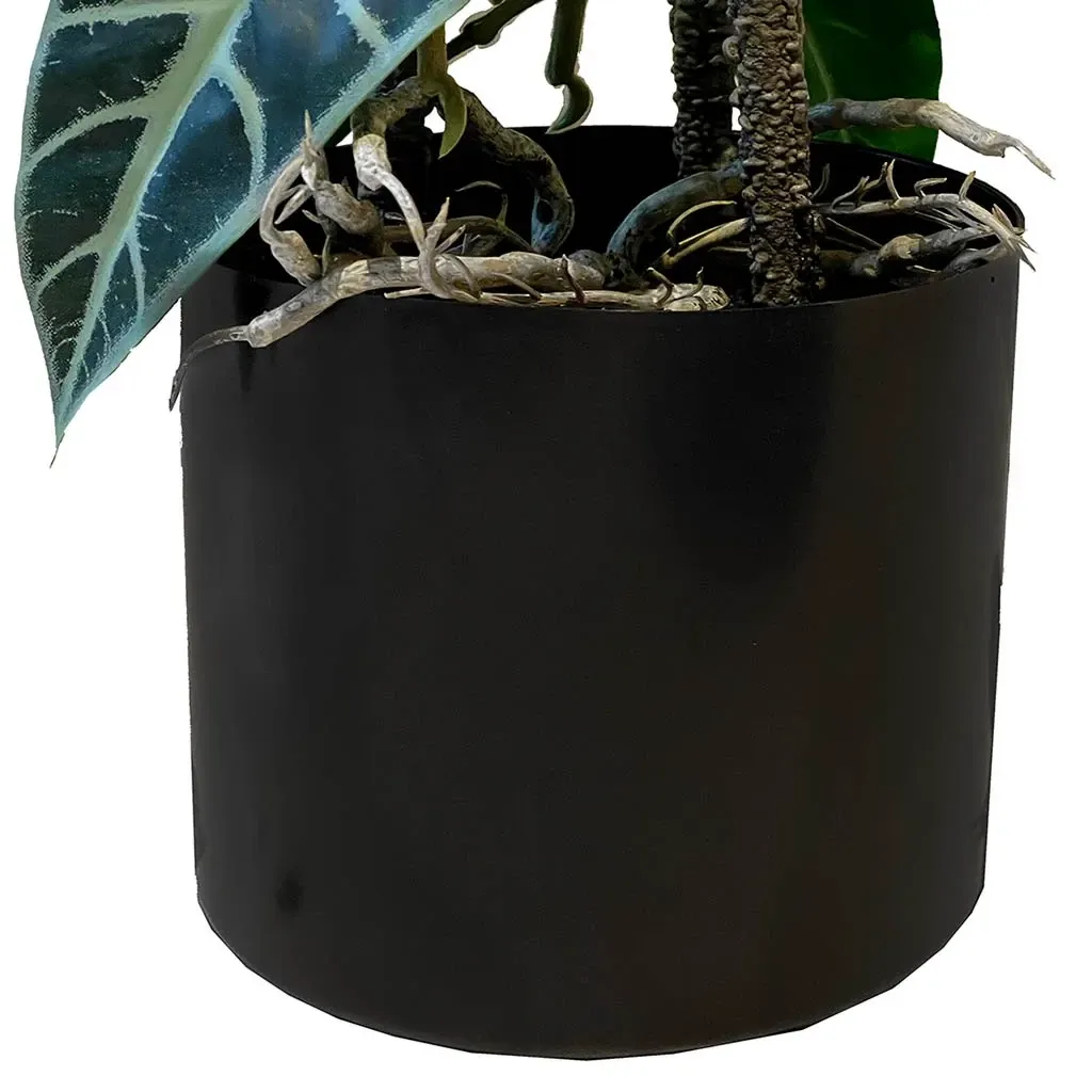 Buy Opbundet elefantøre i potte, 75cm, Alocasia