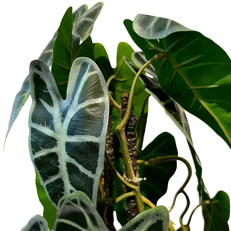 Buy Opbundet elefantøre i potte, 75cm, Alocasia