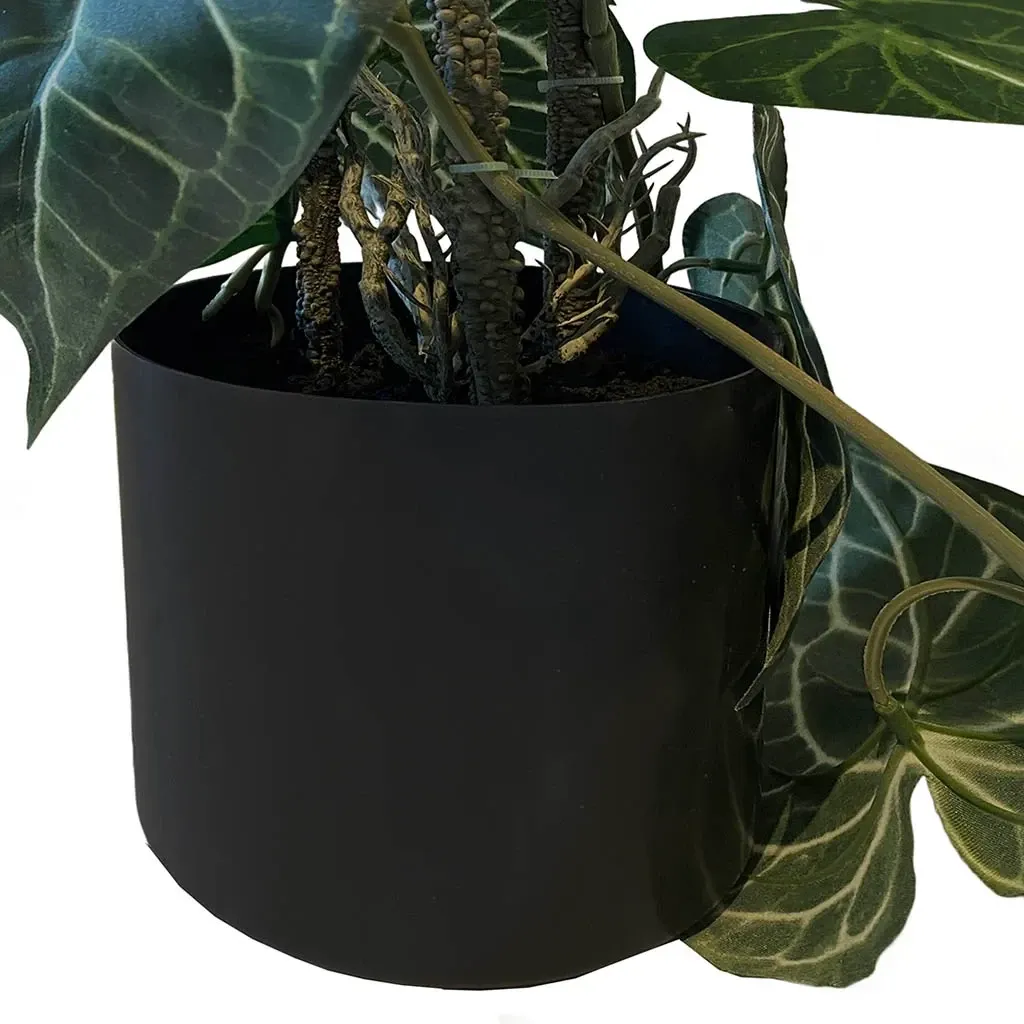 Buy Opbundet krystalblad plante i potte, 75cm