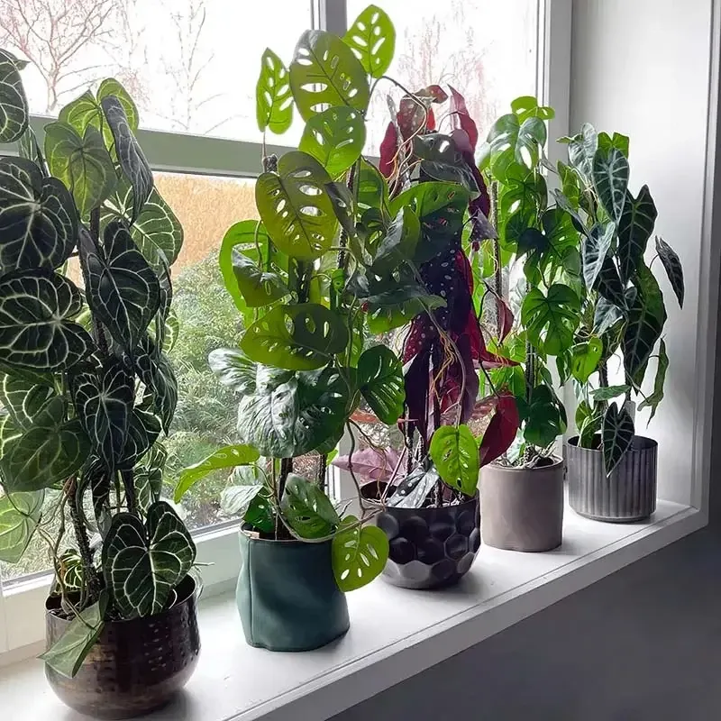 Buy Opbundet krystalblad plante i potte, 75cm