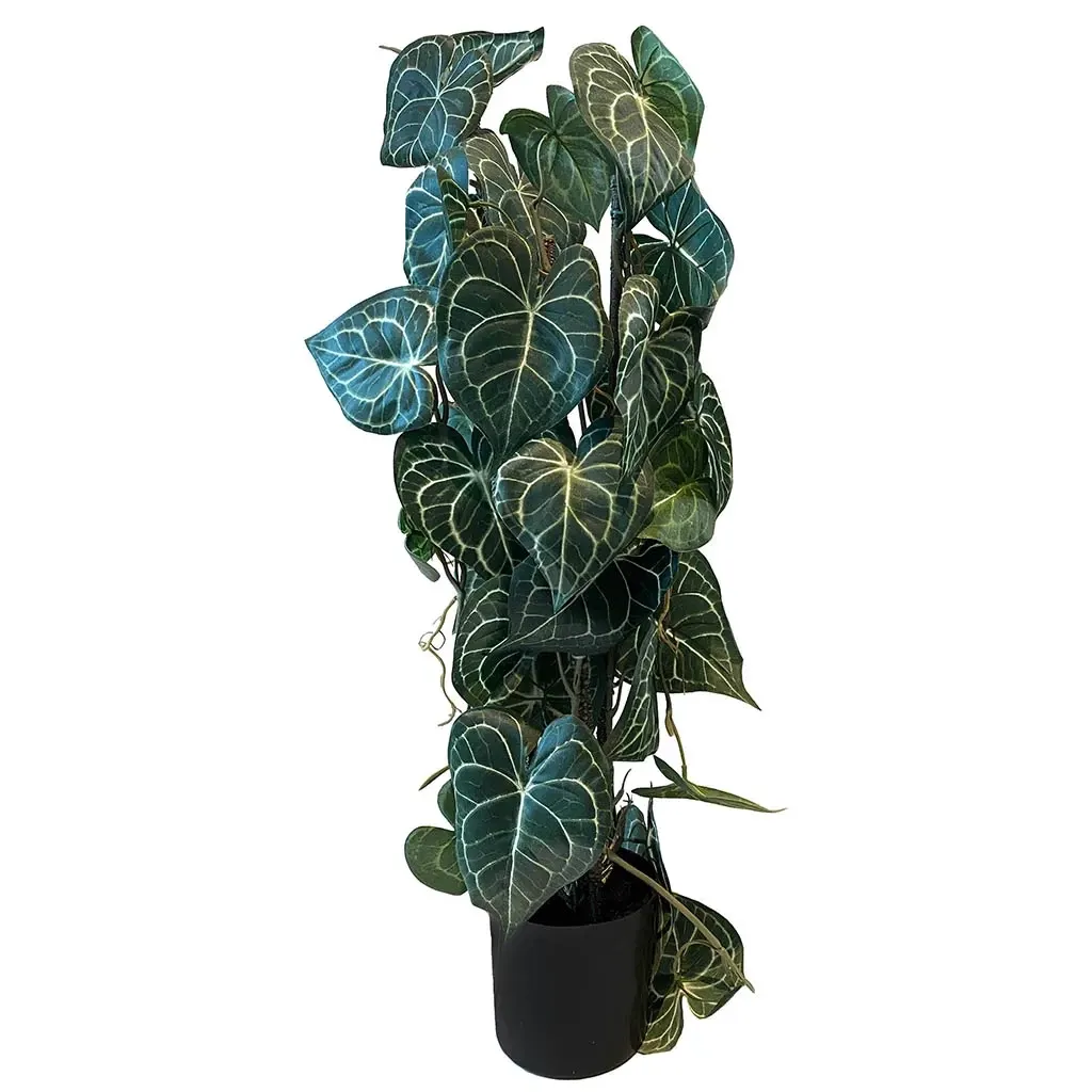 Buy Opbundet krystalblad plante i potte, 75cm