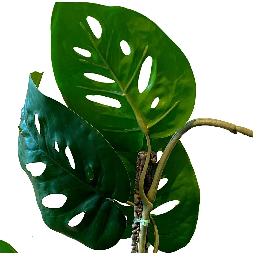 Buy Opbundet monstera i potte, monkey mask, 75cm