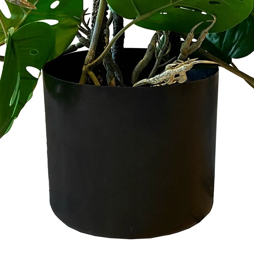 Buy Opbundet monstera i potte, monkey mask, 75cm