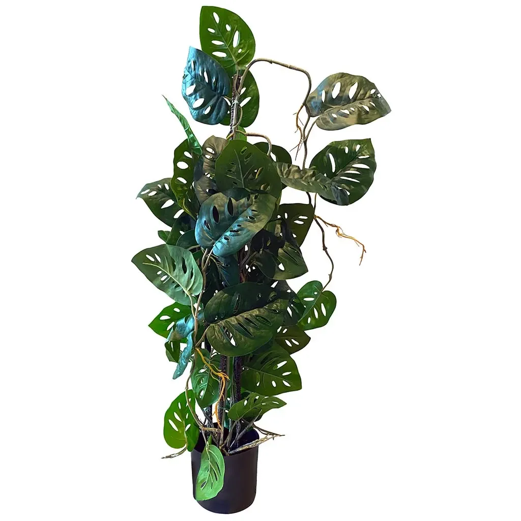 Buy Opbundet monstera i potte, monkey mask, 75cm