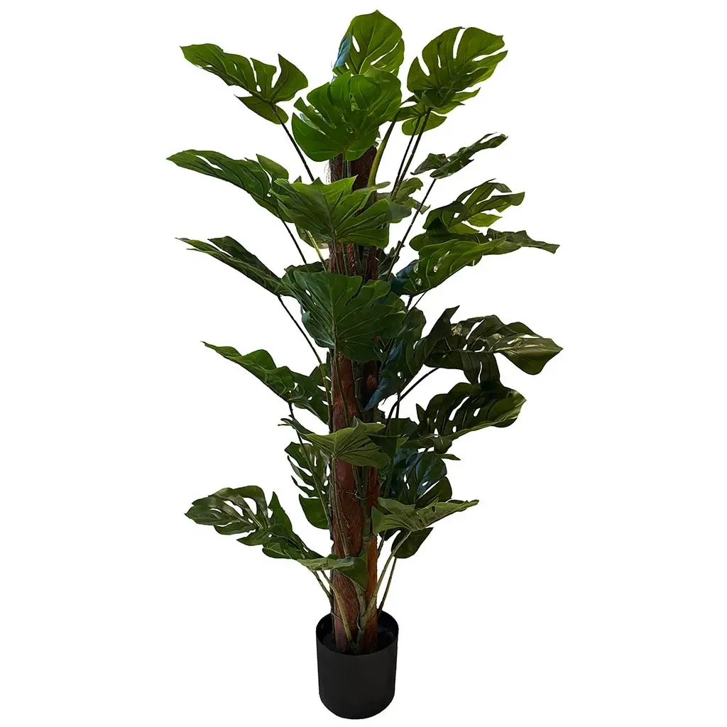 Buy Opbundet monstera plante i potte, 120cm