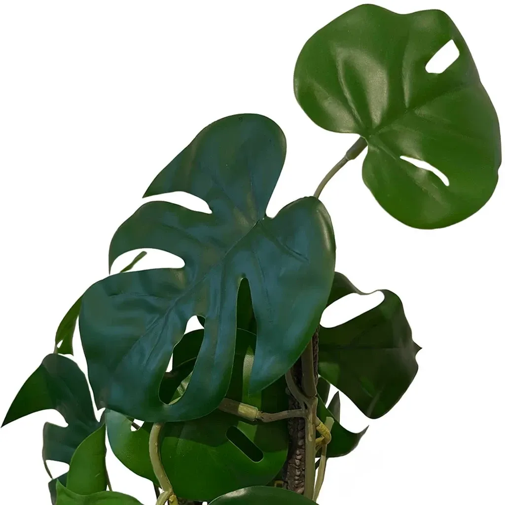 Buy Opbundet monstera plante i potte, 75cm