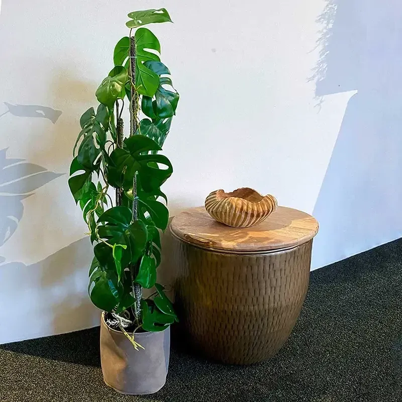 Buy Opbundet monstera plante i potte, 75cm