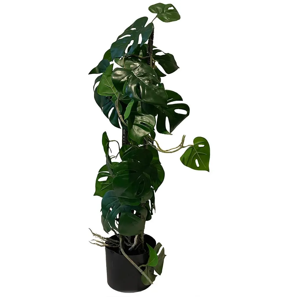 Buy Opbundet monstera plante i potte, 75cm