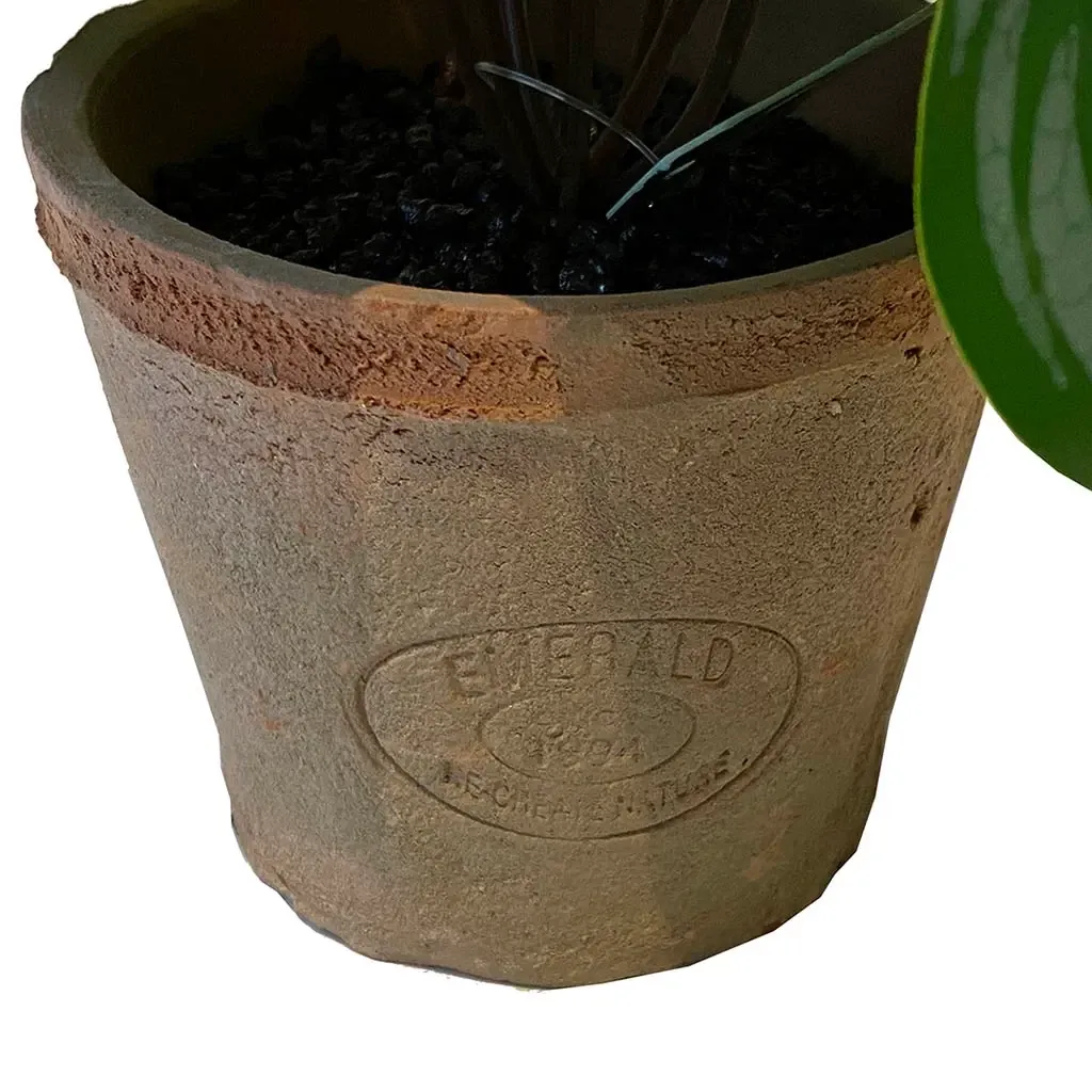 Buy Peperomia mini plante i krukke, 13cm, kunstig