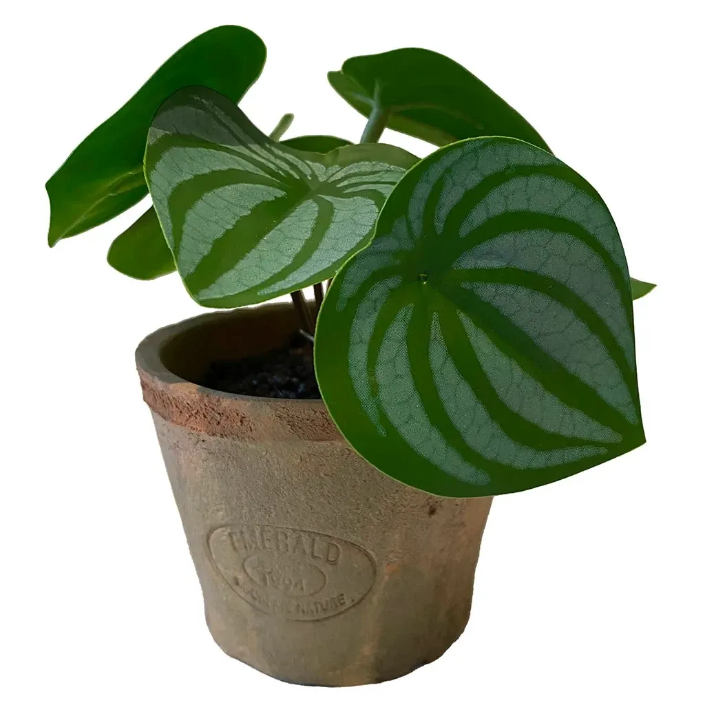 Buy Peperomia mini plante i krukke, 13cm, kunstig
