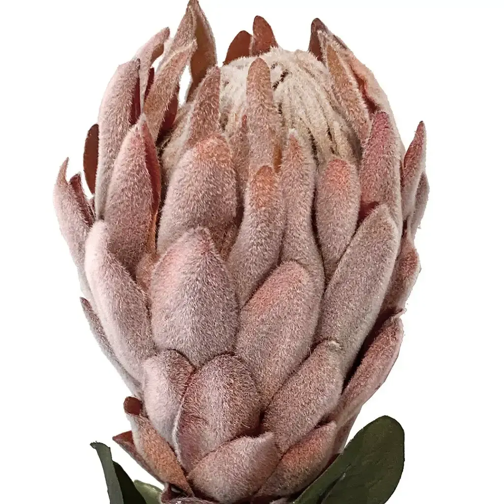 Buy Protea, 62 cm, kunstig blomst