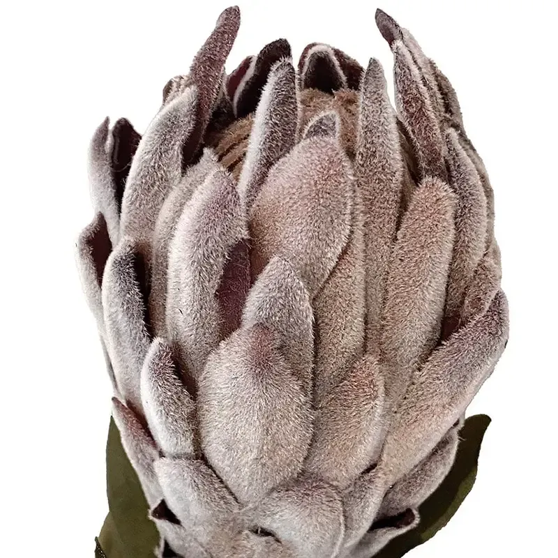 Buy Protea, 62cm, kunstig blomst