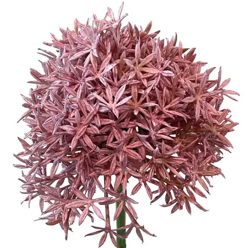 Buy Prydløg, 62cm, lyserød, allium, kunstig blomst