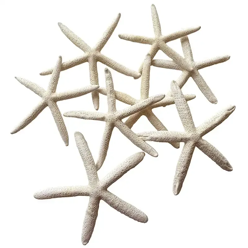 Buy Søstjerne, 8 stk, 15-20cm