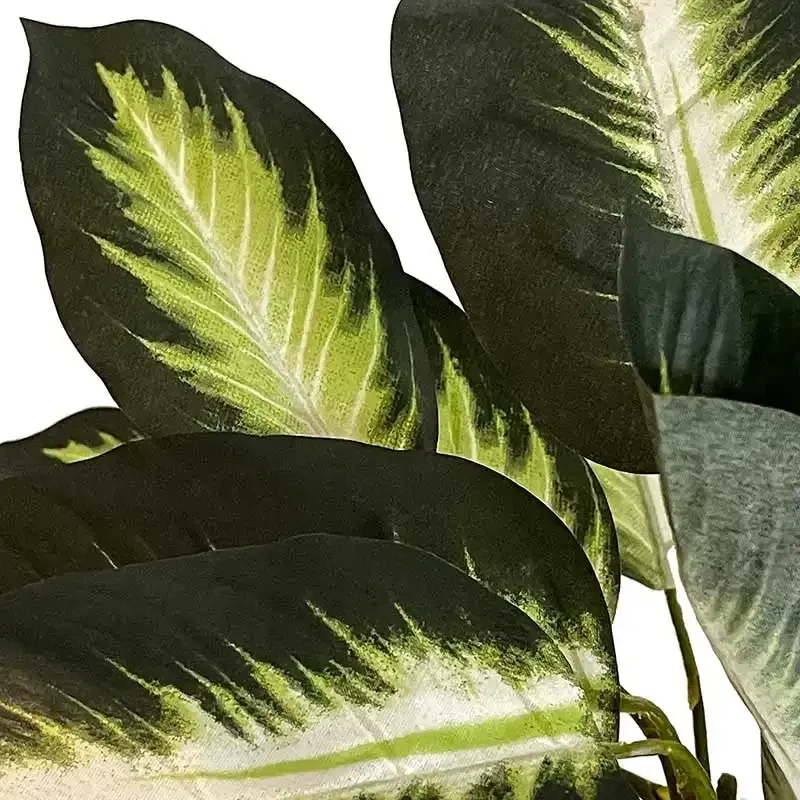 Buy Sigøjnerblad / Calathea i potte, 43cm