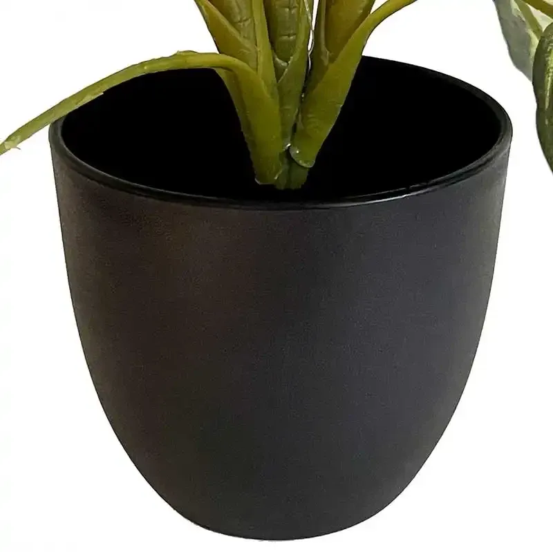Buy Sigøjnerblad / Calathea i potte, 43cm