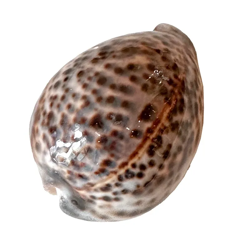 Buy Skaller i æske, ægte skaller