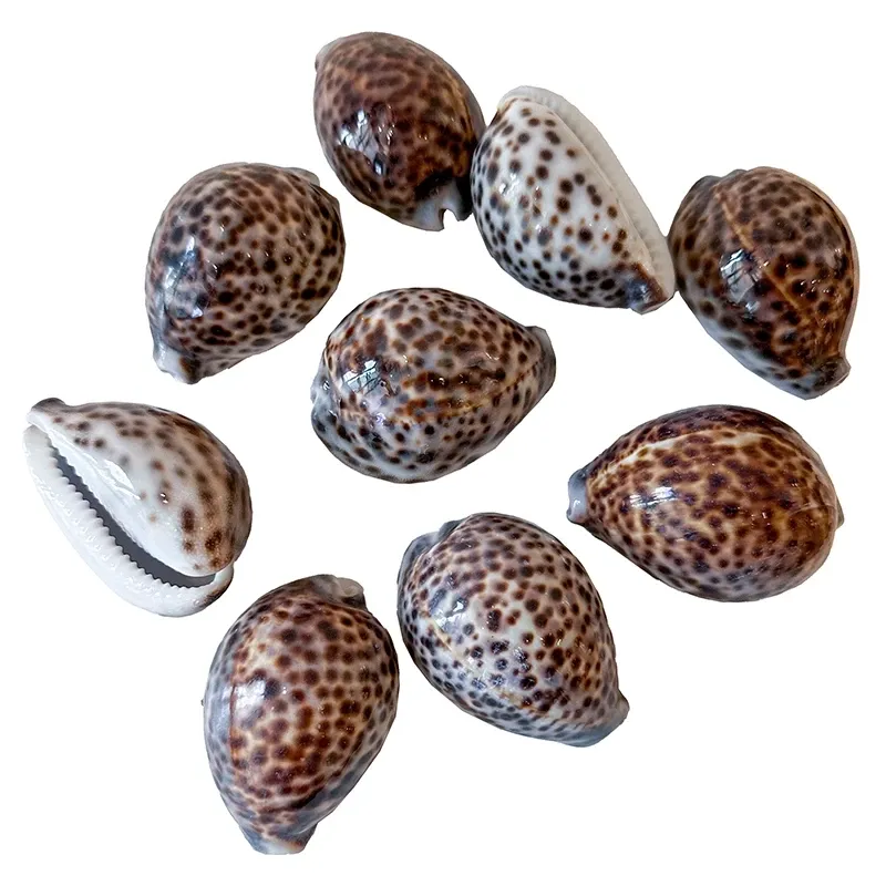 Buy Skaller i æske, ægte skaller