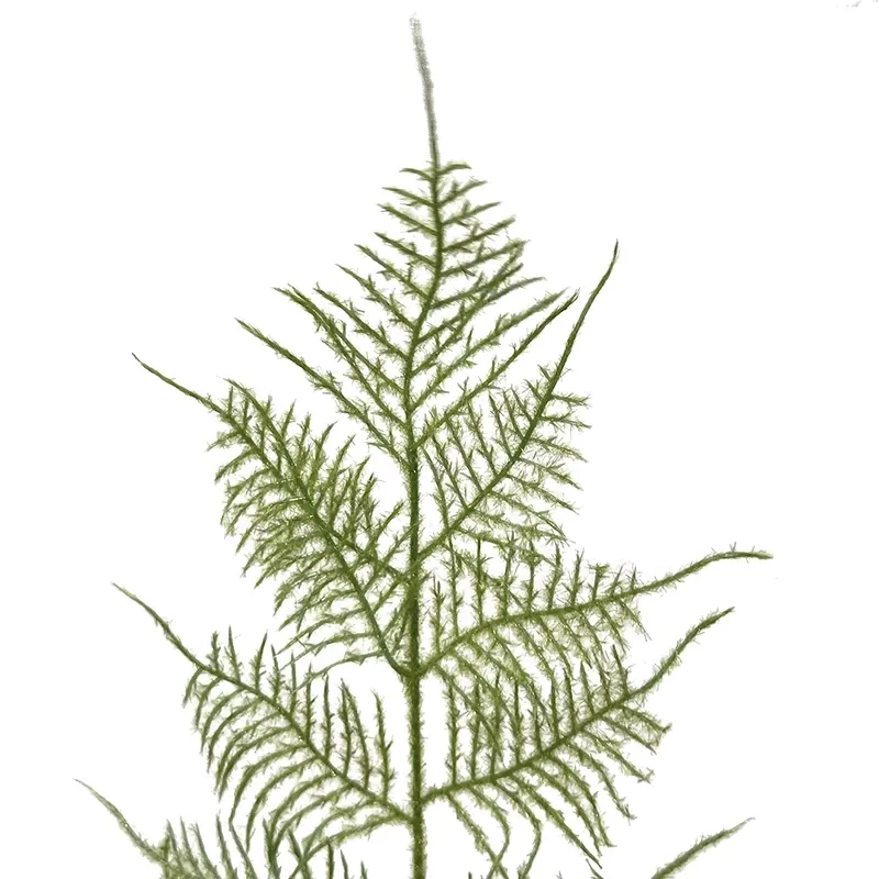 Buy Slørasparges, 80cm, kunstig plante