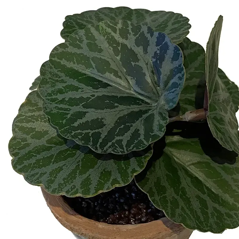 Buy Stenbræk mini plante i krukke, 13cm, kunstig