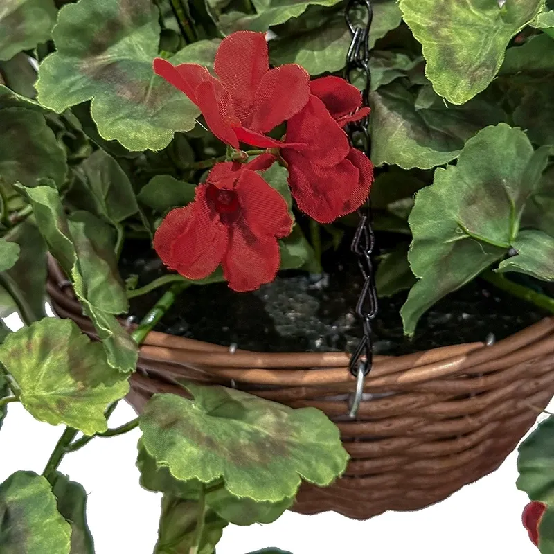 Buy Storkenæb, geranium, hænger i kurv, UV, 45cm