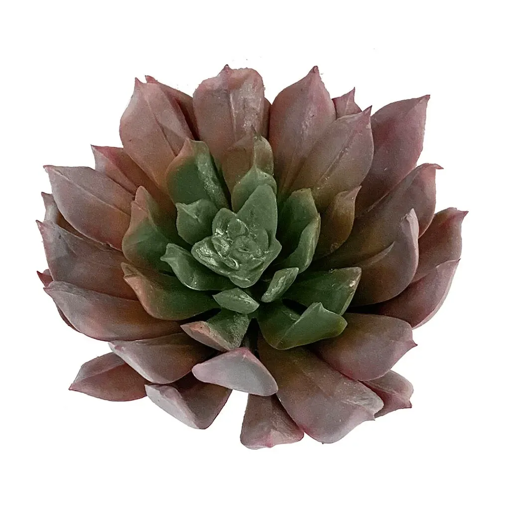 Buy Sukkent, Aeonium, 13cm, kunstig plante