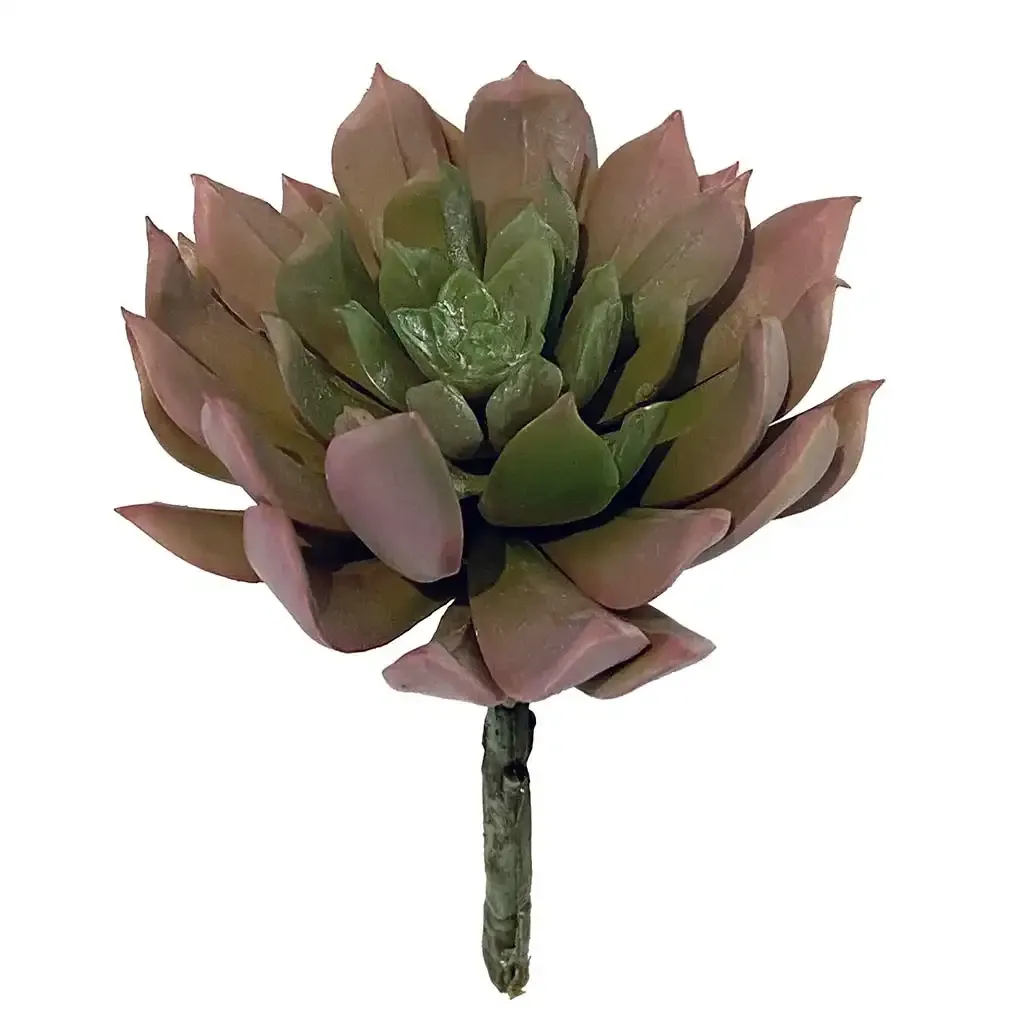 Buy Sukkent, Aeonium, 13cm, kunstig plante