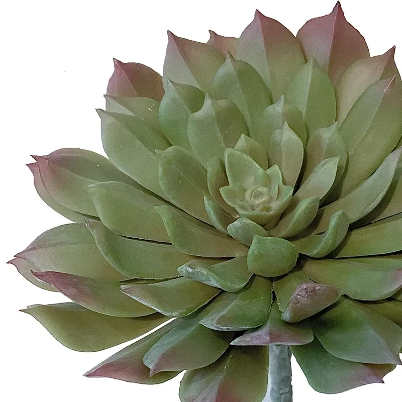 Buy Sukkulent, aeonium, 15cm, kunstig plante